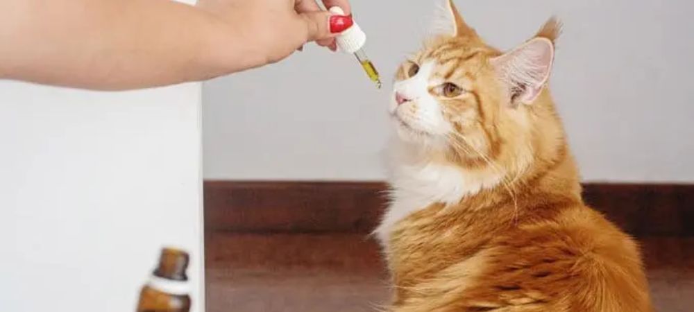 cbd pour chat