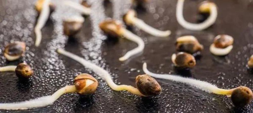 Advantages of photoperiod cannabis seeds