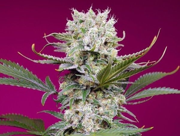 Sweet Mandarine Zkittlez XL Auto® (SWS 102)