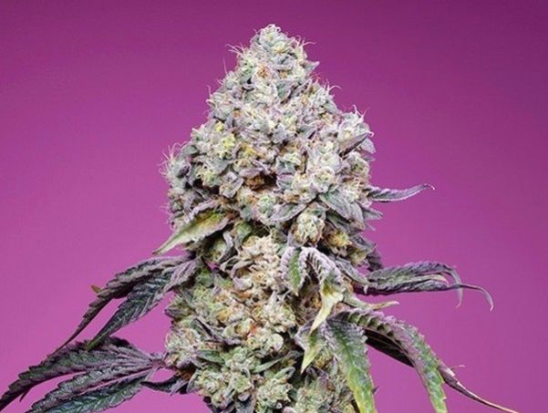Sweet Mandarine Zkittlez F1 Fast Version®(SWS 102)