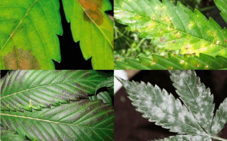 tipos manchas hojas marihuana