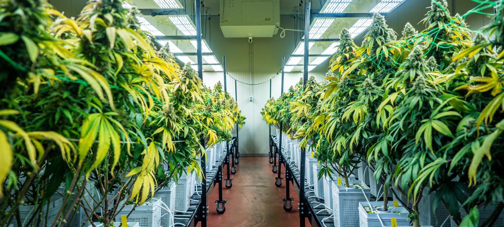 comment arroser les plantes cannabis