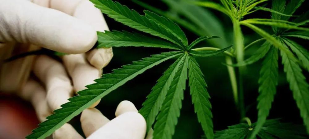 feuille de plante de cannabis