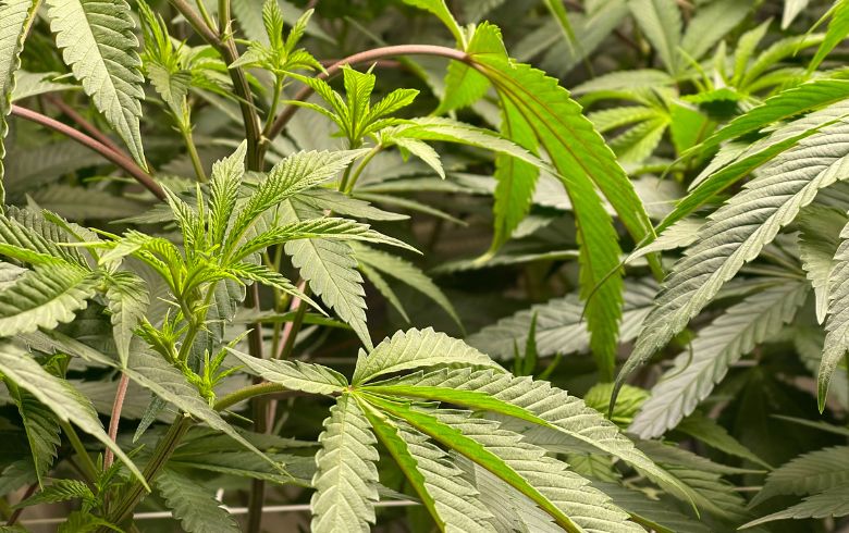 Noticias Cannábicas