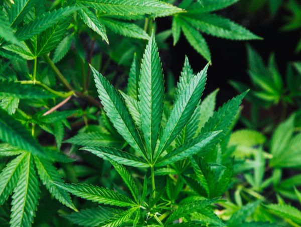 Plantas medicinales para la artrosis