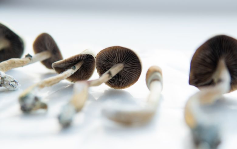 Noticias Cannábicas