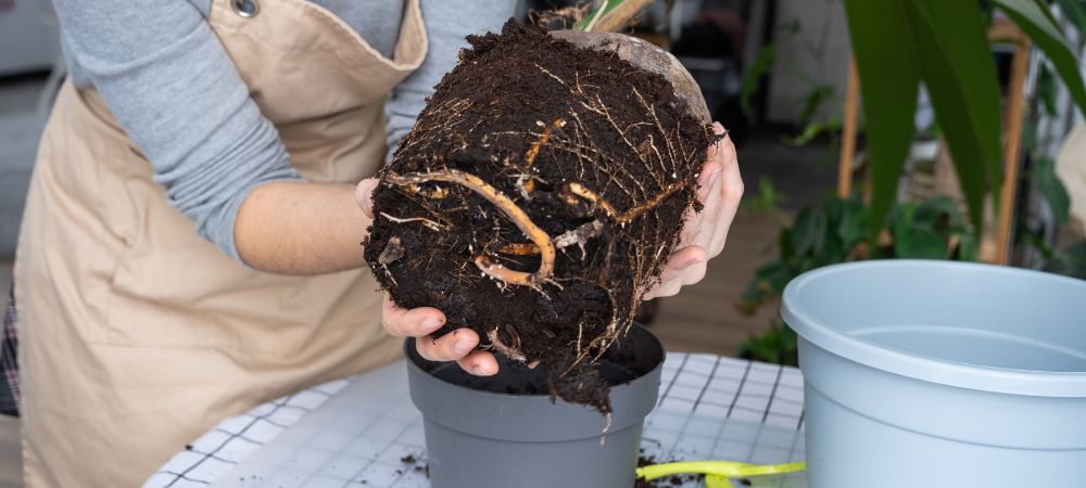 Ventajas de cultivo en fibra de coco