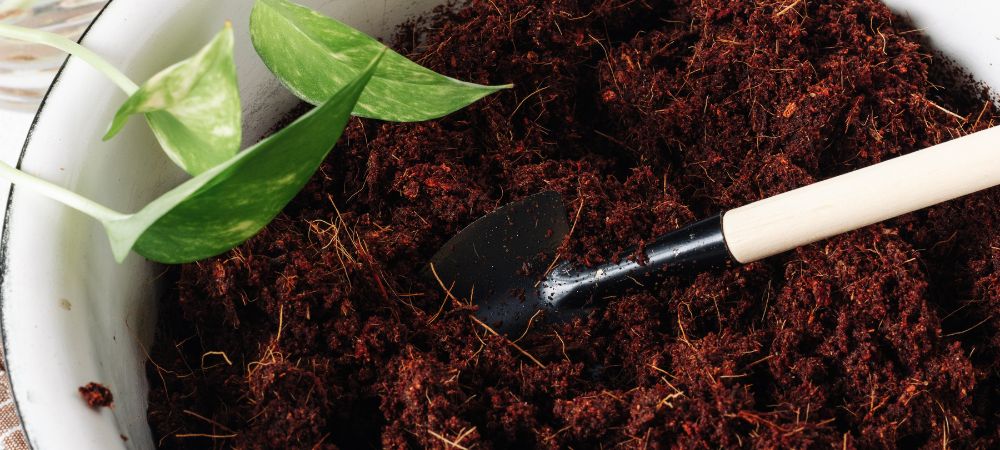 reuse soil for cannabis