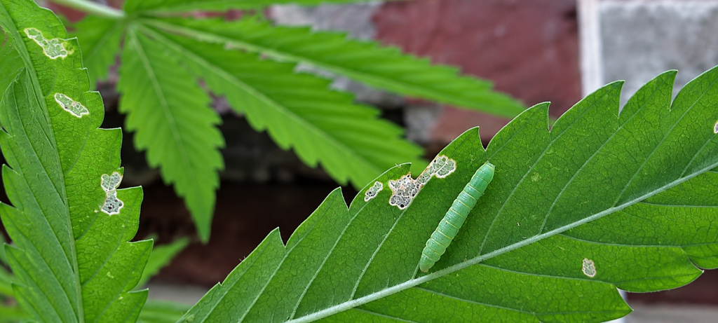 Oruga pequeña sobre una hoja de marihuana