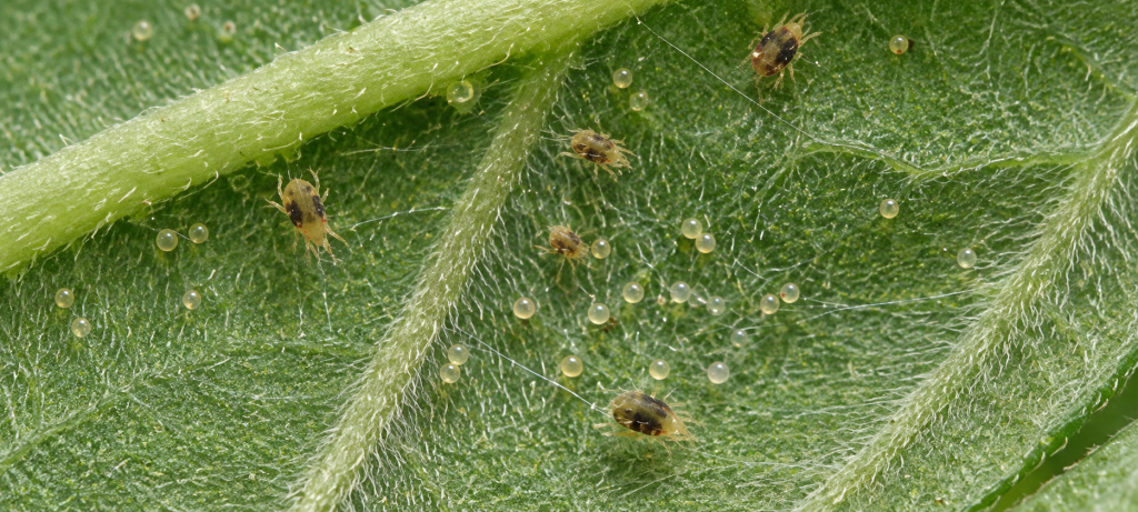 araña roja poniendo sus huevos en hojas de marihuana
