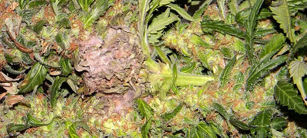 Botrytis funghi marijuana