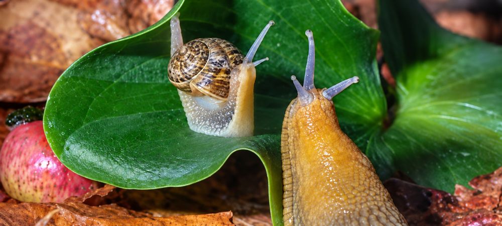 plaga de caracoles sobre hoja 