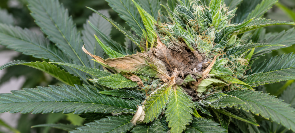 la época de la oruga en la marihuana: cogollo afectado por Botrytis