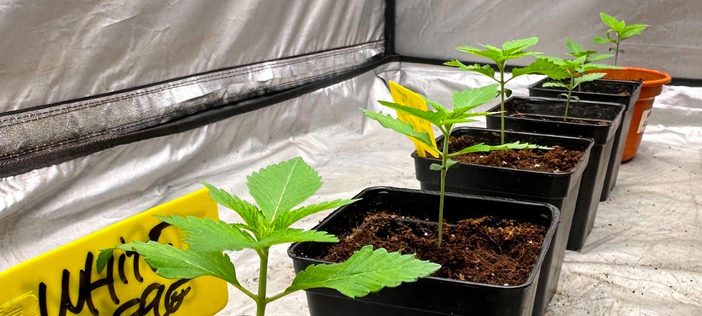 Cómo germinar el cannabis