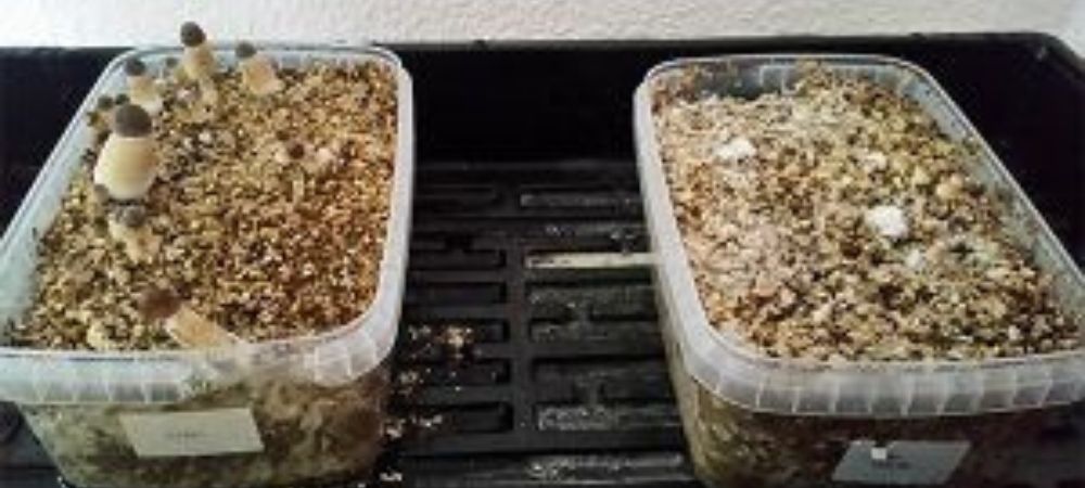 Comment cultiver champignons hallucinogènes