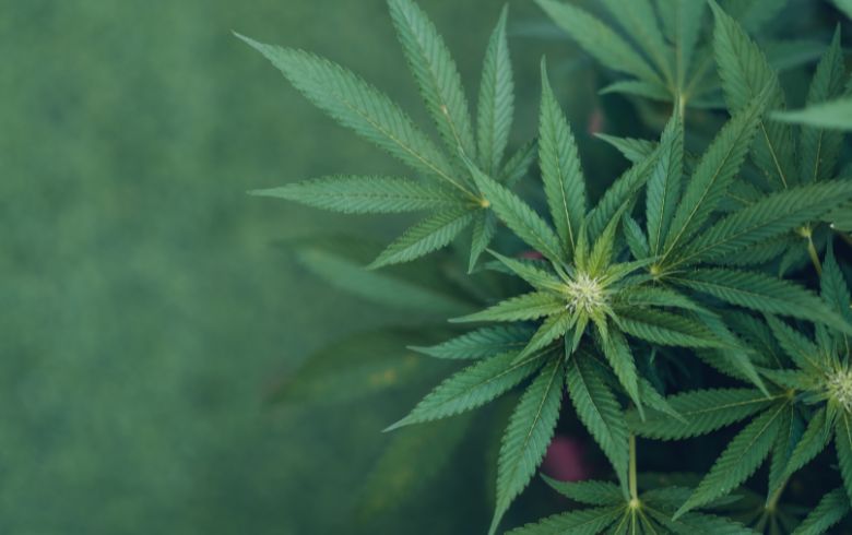 Lo que no hay que hacer al plantar