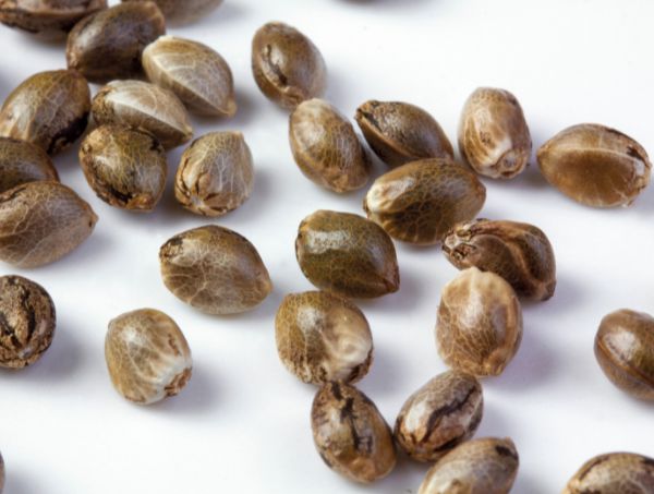 Escoger las mejores semillas para un cultivo de calidad escoger las mejores semillas para un cultivo de calidad