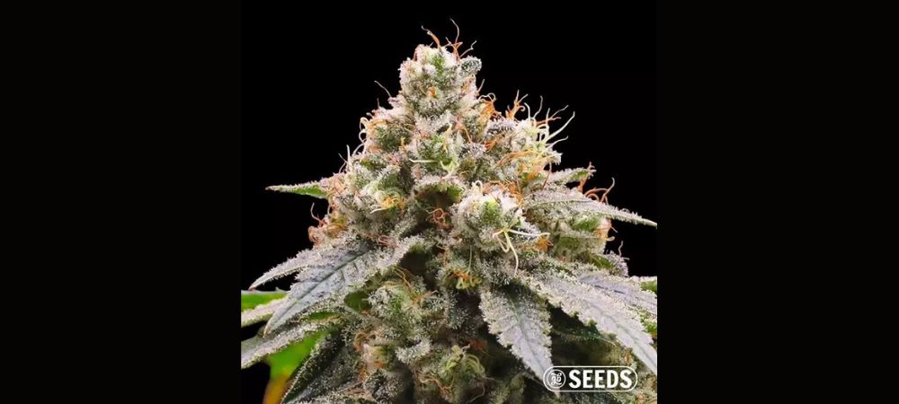 Sementes Gorilla Glue 4