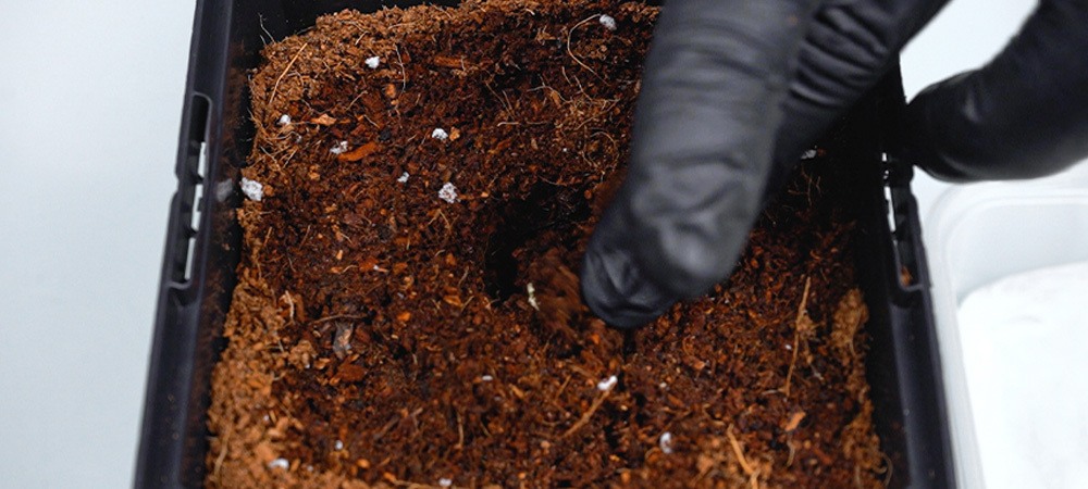 Germinar semillas de cannabis servilleta