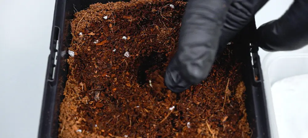 Germinar semillas de cannabis servilleta