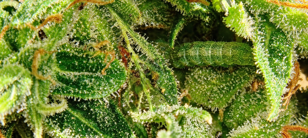 cómo detectar orugas en plantas