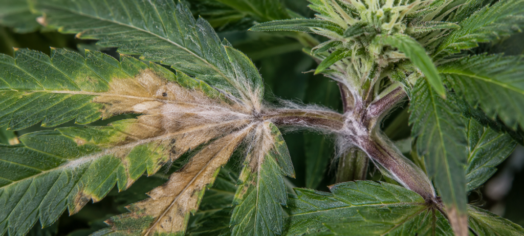 Symptoms of Fusarium in a cannabis plant with affected roots and stem