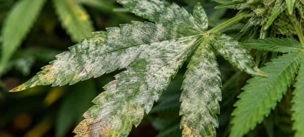 Powdery mildew on a cannabis leaf with white spots and a powdery appearance