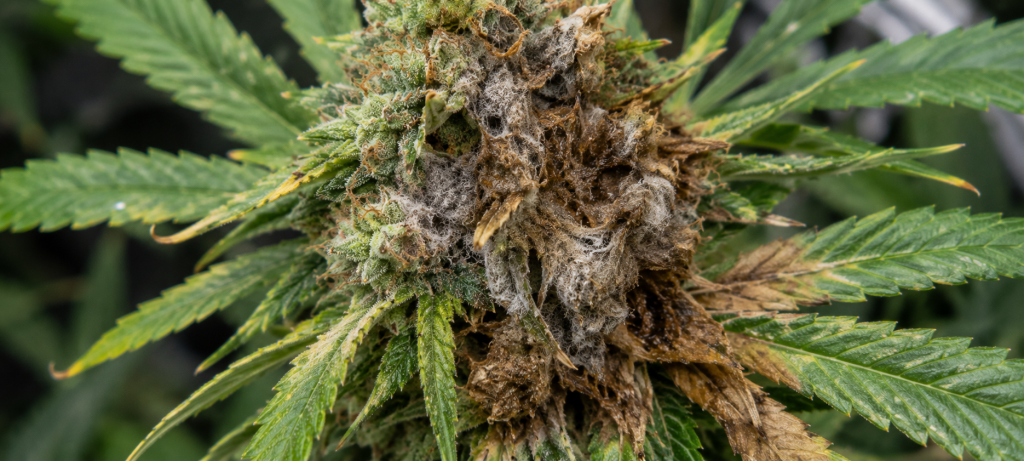 Botrytis or gray mold on cannabis buds