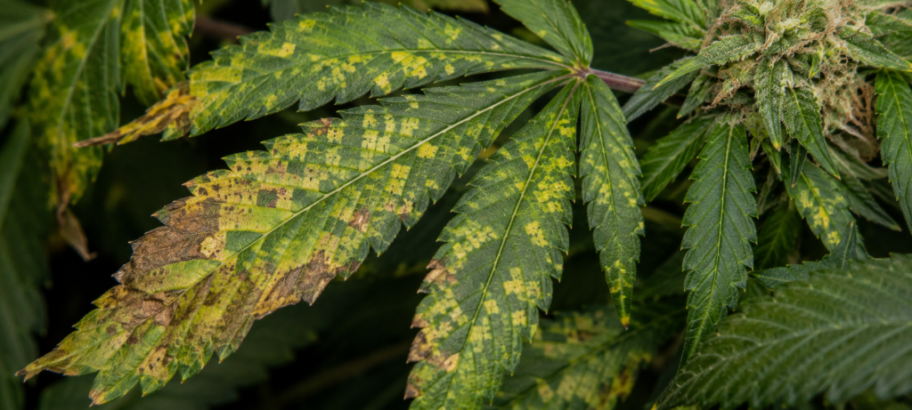 How to recognize downy mildew on cannabis plants