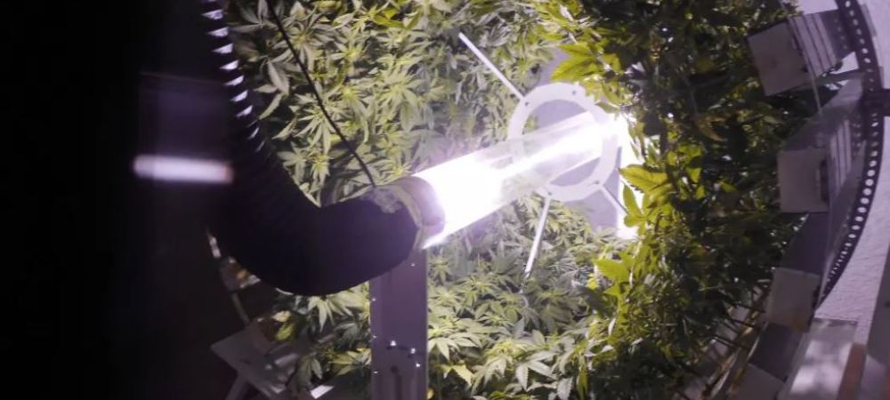 ejemplo de cultivo en Gi Grow