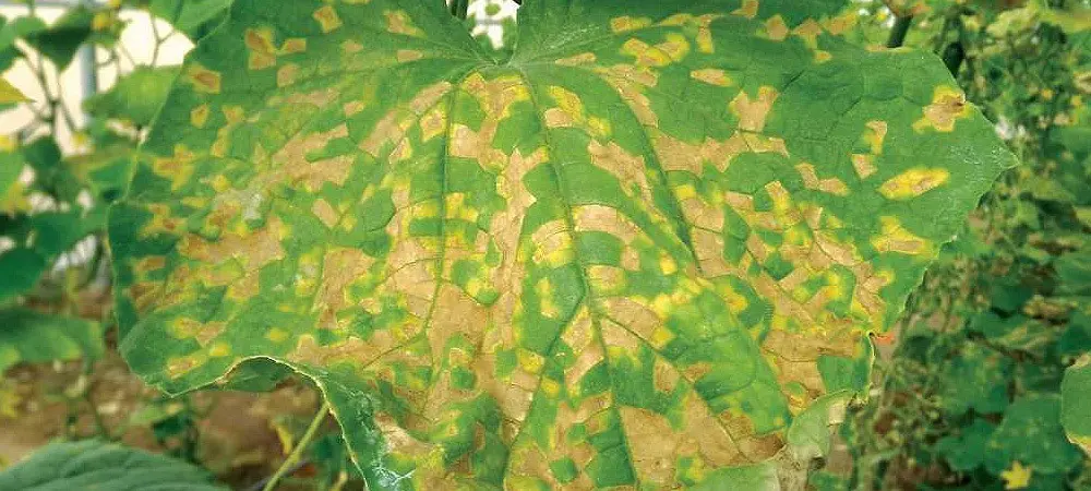 Midio tipi di funghi nella cannabis 