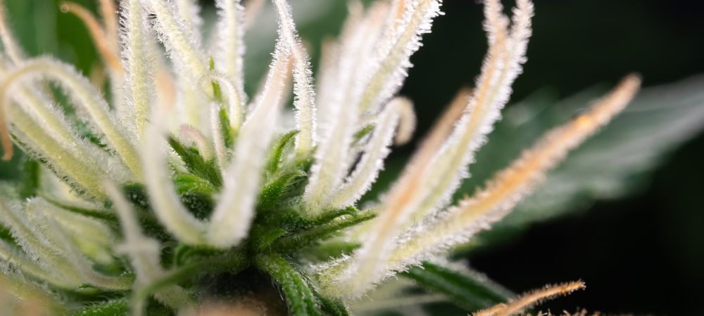 sucres dans la culture de cannabis
