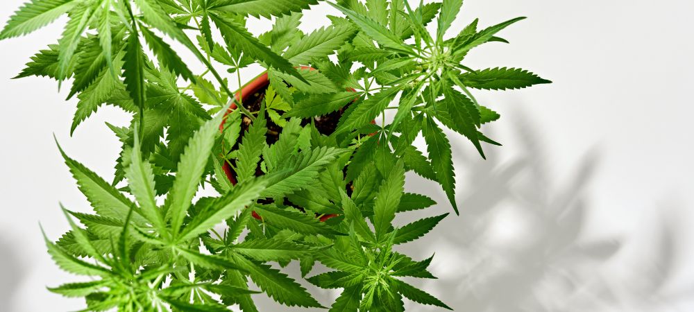 Que no hacer al plantar