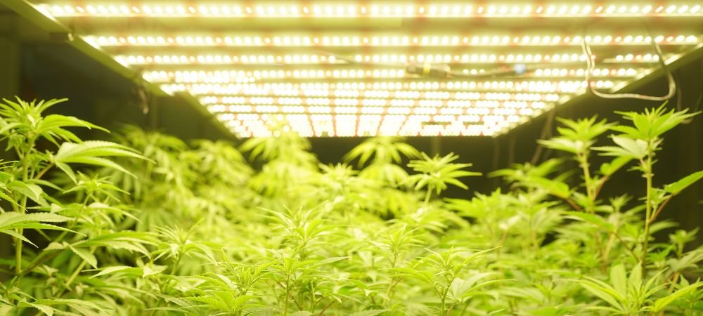 Quemaduras en el cannabis