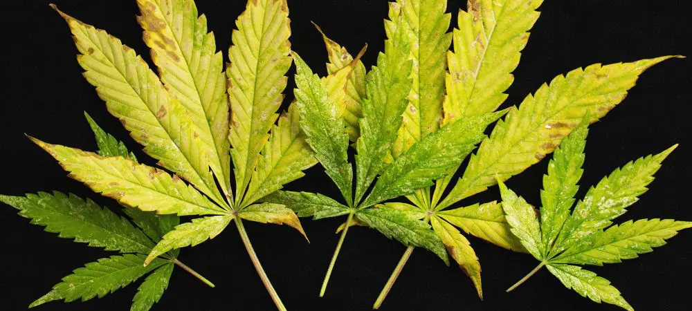 Weiße Fliege Marihuana