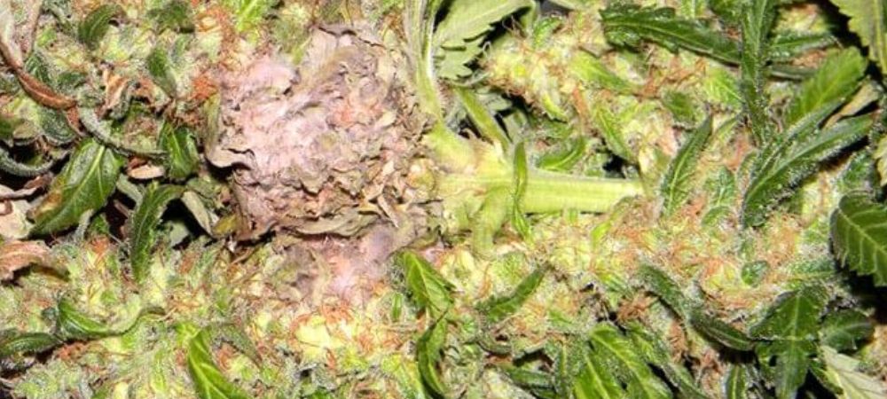 Tratamiento botrytis