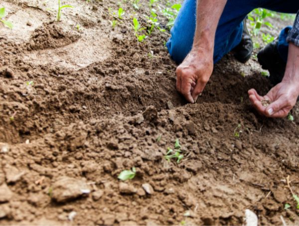 Ácidos húmicos en el cultivo
