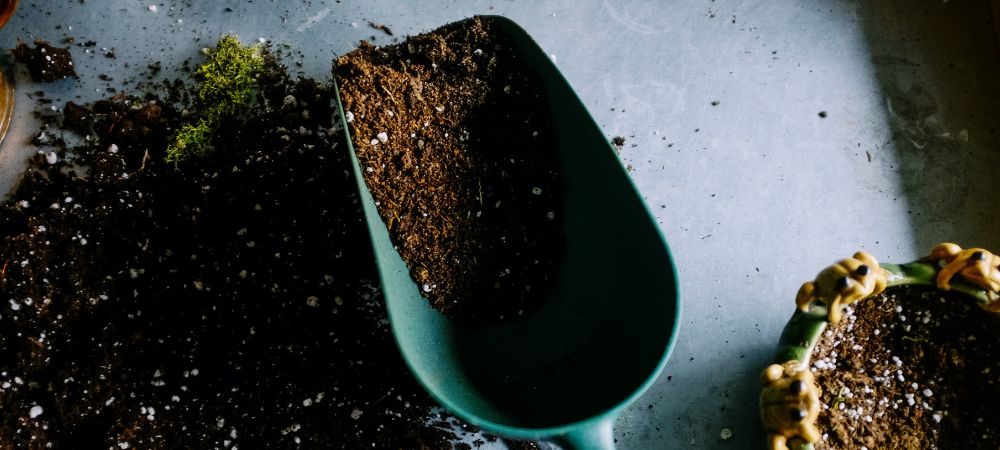 Pilze aus der Erde von Pflanzen