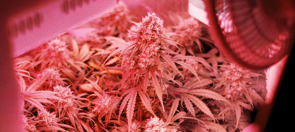 Consejos para eliminar hongos