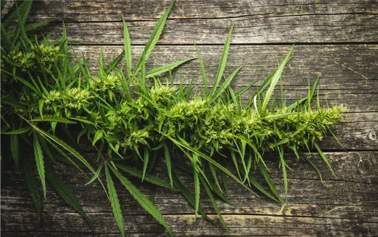What are cannabis foxtails and what causes them?