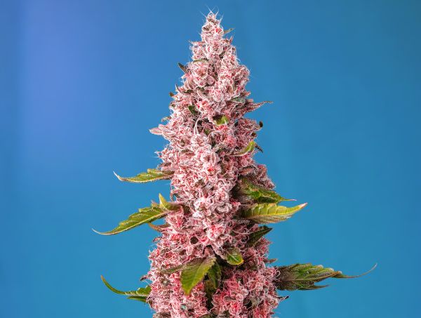 Red Hot Cookies SWS