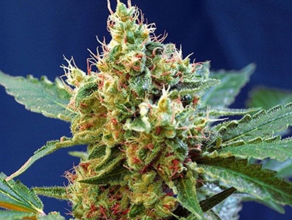 Cogollo en flor de la variedad Cream Mandarine XL Auto de Sweet Seeds
