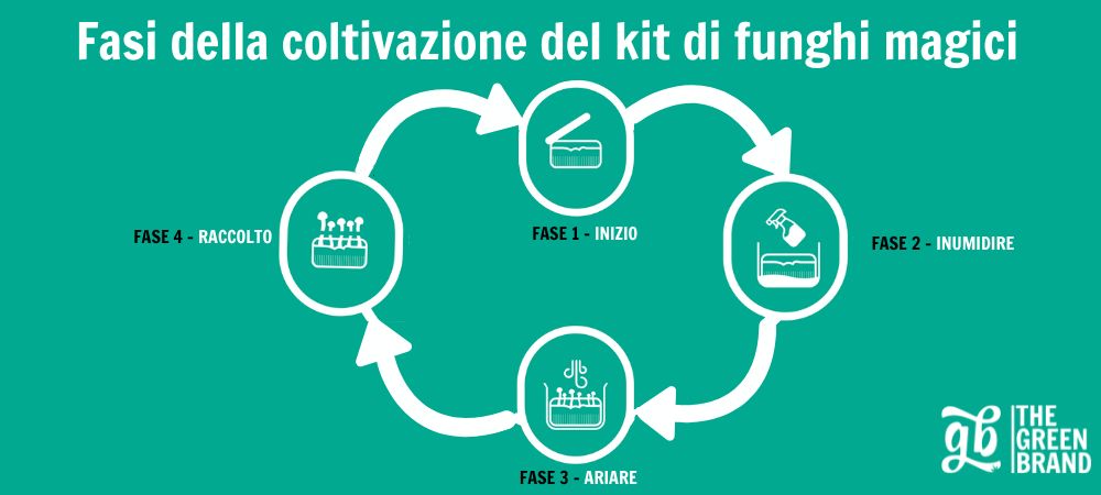 Infografica realizzata da GB The Green Brand che illustra le fasi della coltivazione di un blocco di funghi: avvio, irrigazione, ventilazione e raccolta, presentate in un formato semplice e visivo.