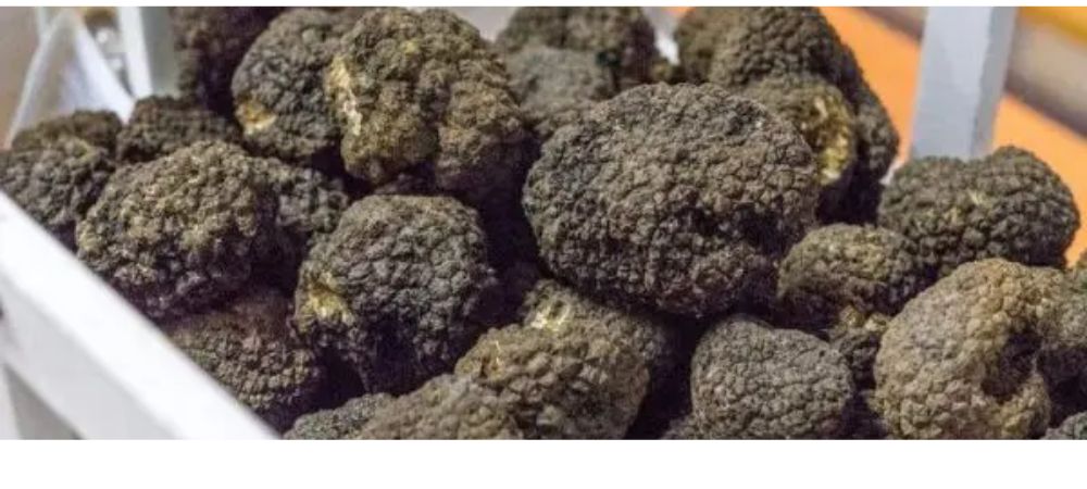 truffes magiques