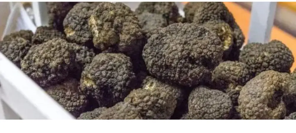 truffes magiques