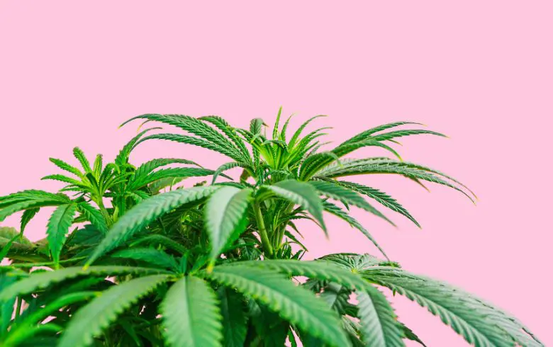 Los mejores fertilizantes de crecimiento para marihuana
