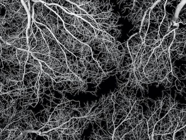 Mycorrhizae: What are they?