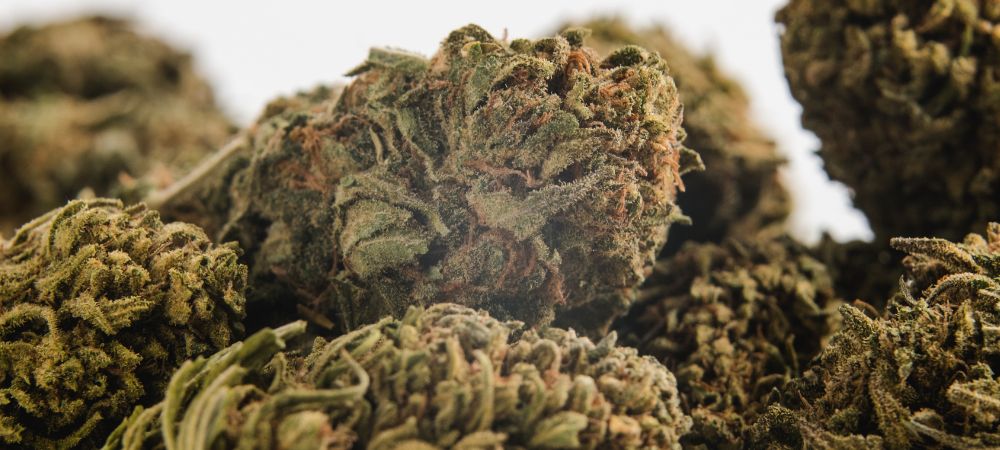 Cómo saber si la marihuana es buena