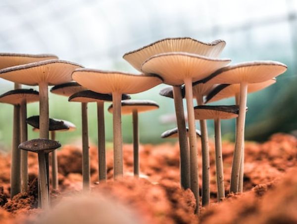 ¿Qué es el micelio en el cultivo de las setas?
