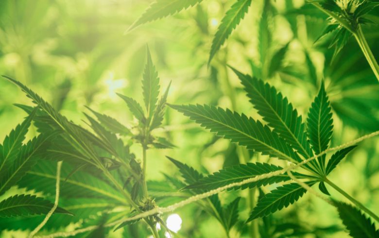 Planter des graines de cannabis autofloraison